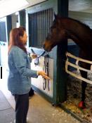 Caly starting a Horse Reiki Session with �Mr. Rowan."