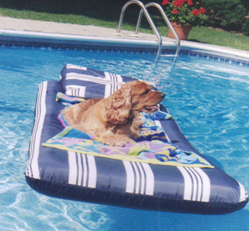 Caly's beloved Cocker Spaniel, Tippy, all afloat!