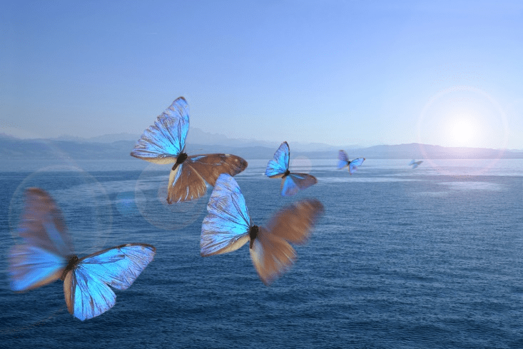 Sand and a Blue Butterfly