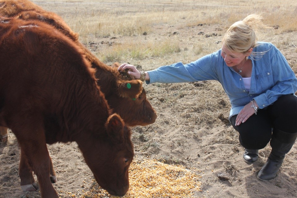 A woman gently feeds a cow